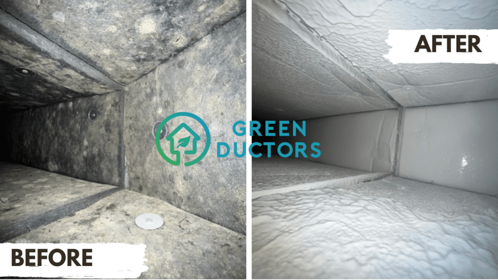 mold inspection